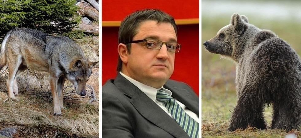 Lupi e orsi nel mirino della Giunta: anche gli abbattimenti saranno disciplinati da una specifica norma in fase approvazione